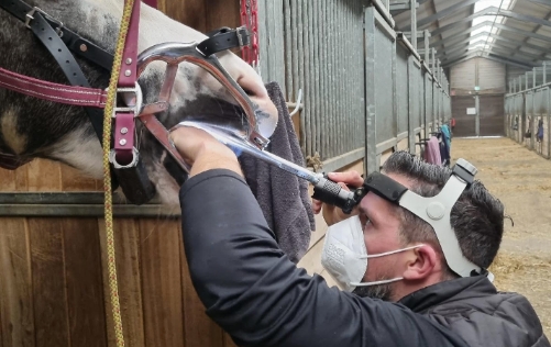 Jeroen gebit en hoefverzorging