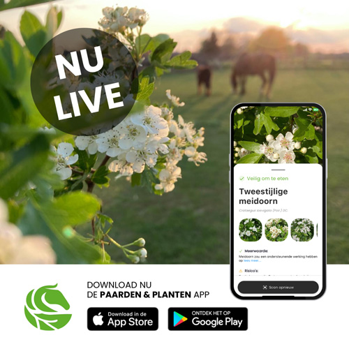 Juf in het groen planten app