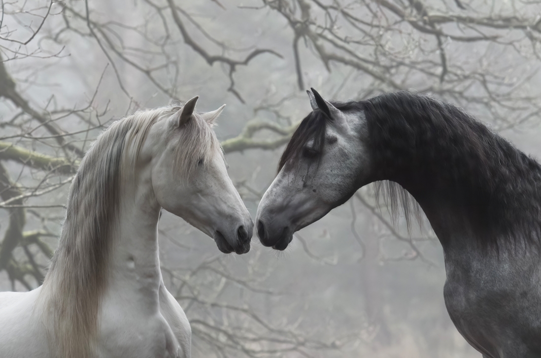 Kelly Groenestijn Fotografie
