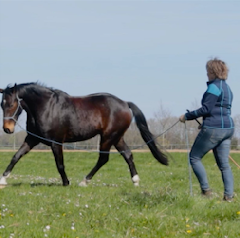 Liesbeth Jorna Sport Horsemanship longeren
