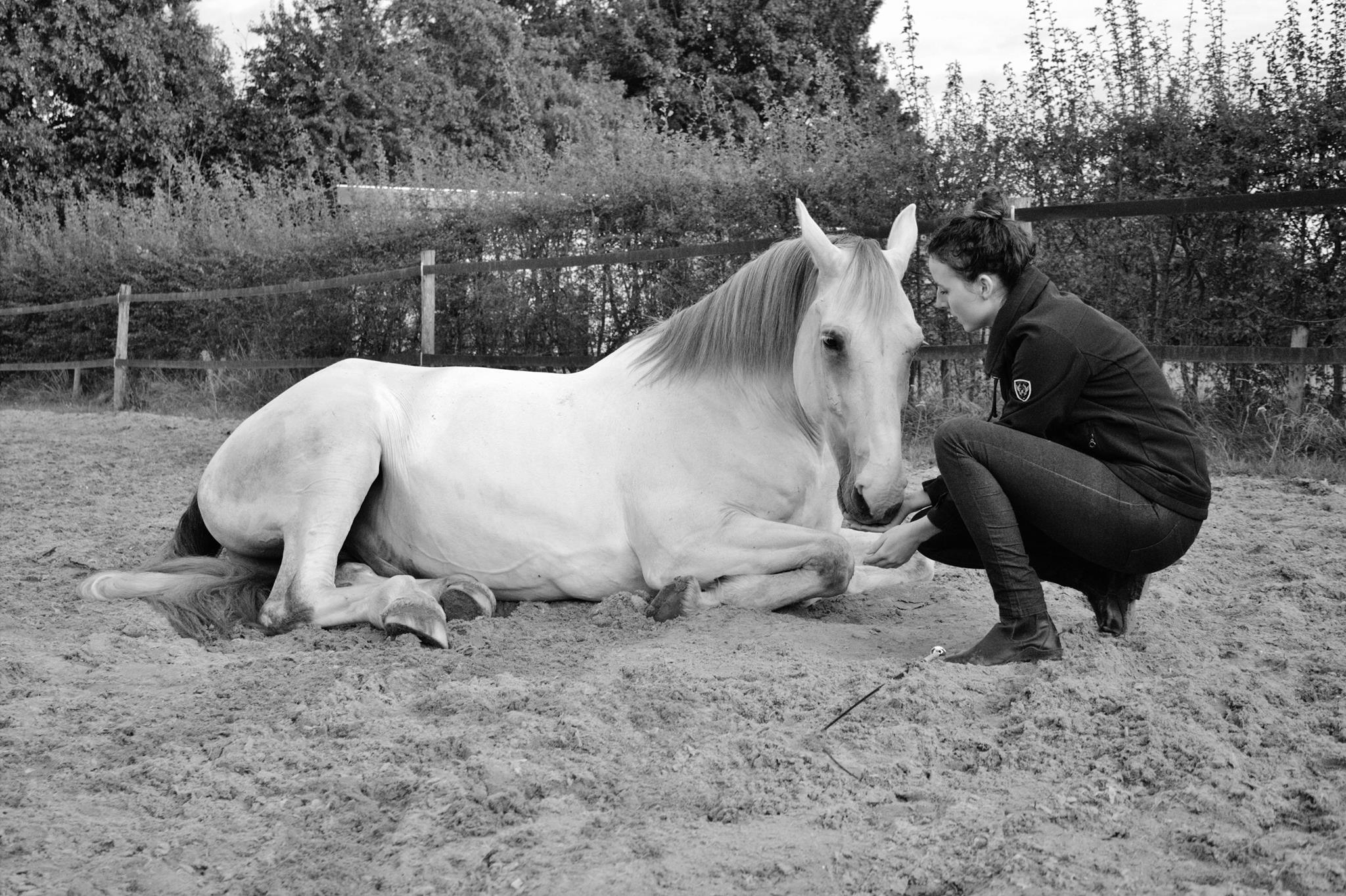 Lotte Houtert dressuur en horsemanship PSG NH VD