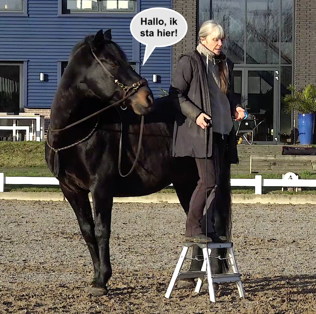 Lucie Klaassen paard leren inparkeren