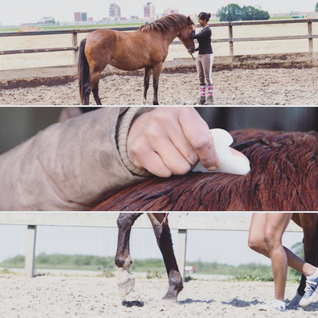 Ruchama Hofman Ragini Horsecare Guasha