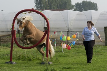 Saskia Horse Agility