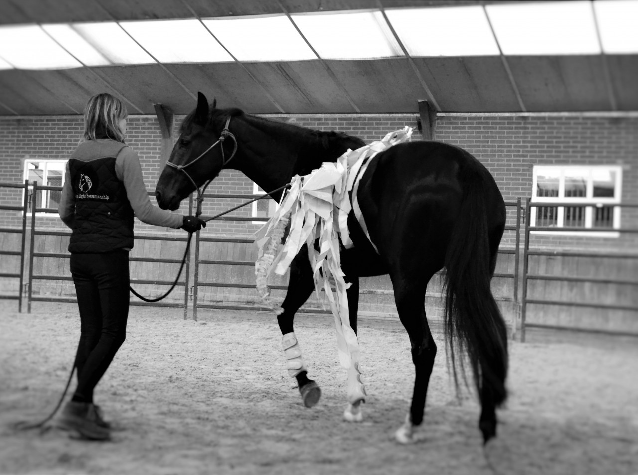 Yvet Feather light horsemanship show
