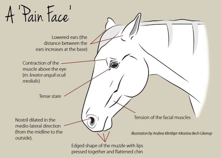 Marly Coppens Equine pain face EquiDay